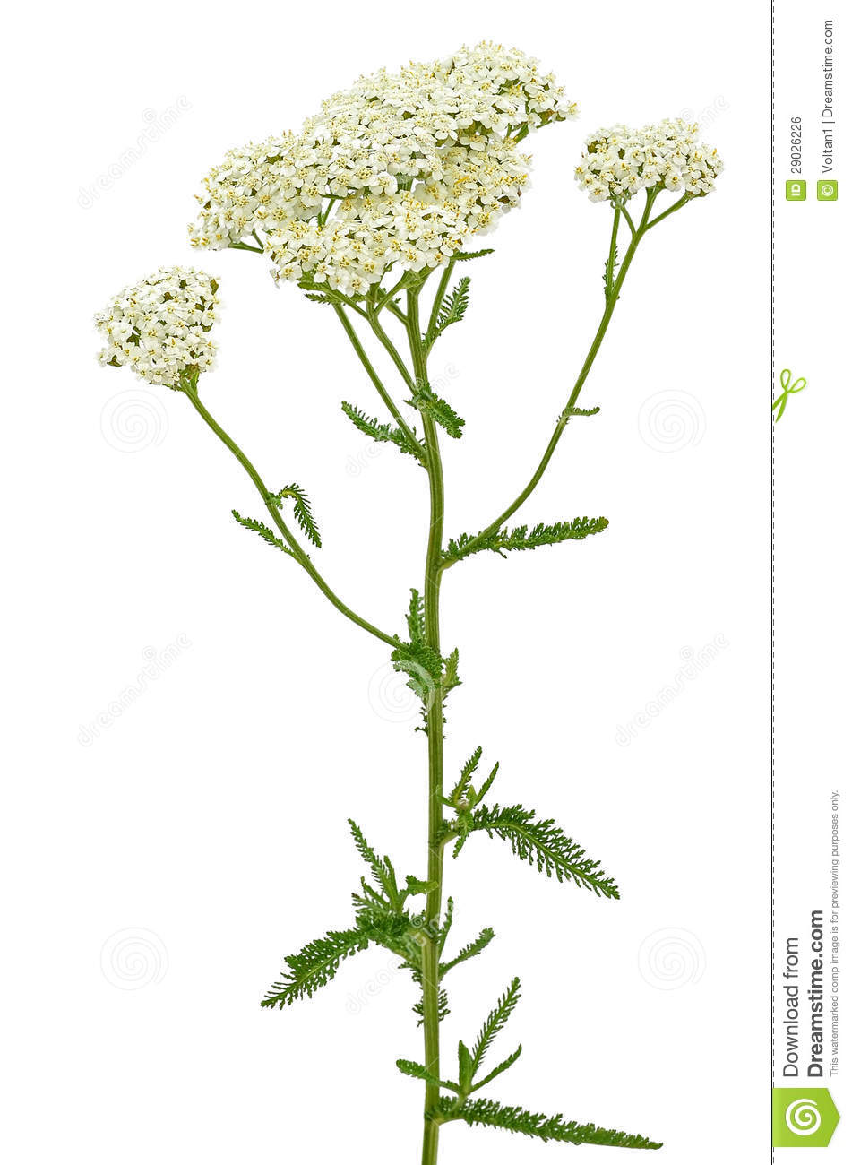 Achillea filipendulina clipart 20 free Cliparts | Download images on ...