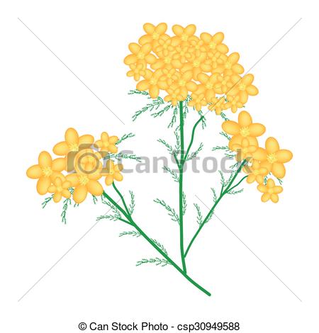 Vector of Yellow Yarrow or Achillea Millefolium Flowers.