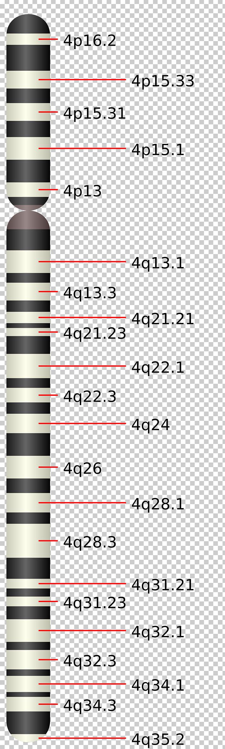 Chromosome 4 Facioscapulohumeral Muscular Dystrophy Disease.