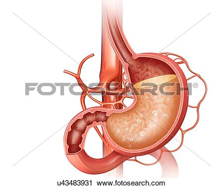 Clipart of Cross section of the human stomach showing acidity.