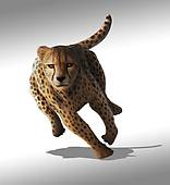 Drawing of Artwork of a cheetah (Acinonyx jubatus) u43875253.