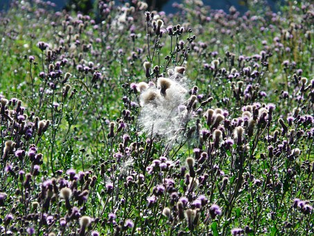 Free photo Creeping Thistle Thistle Cirsium Arvense.