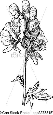 Clipart Vector of Aconite or Aconitum sp., vintage engraving.