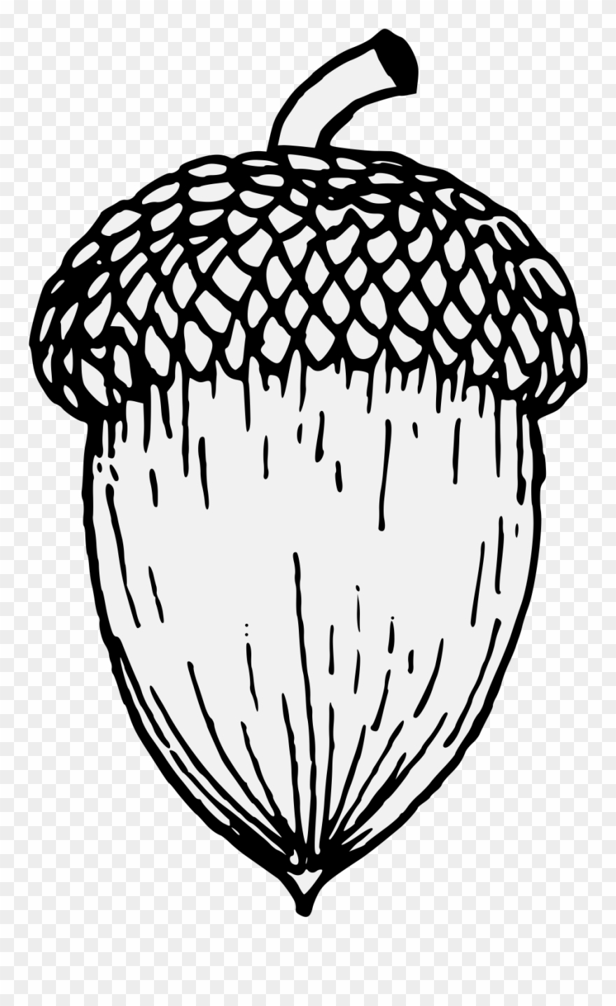 Clip Art Royalty Free Library Acorn Black And White.