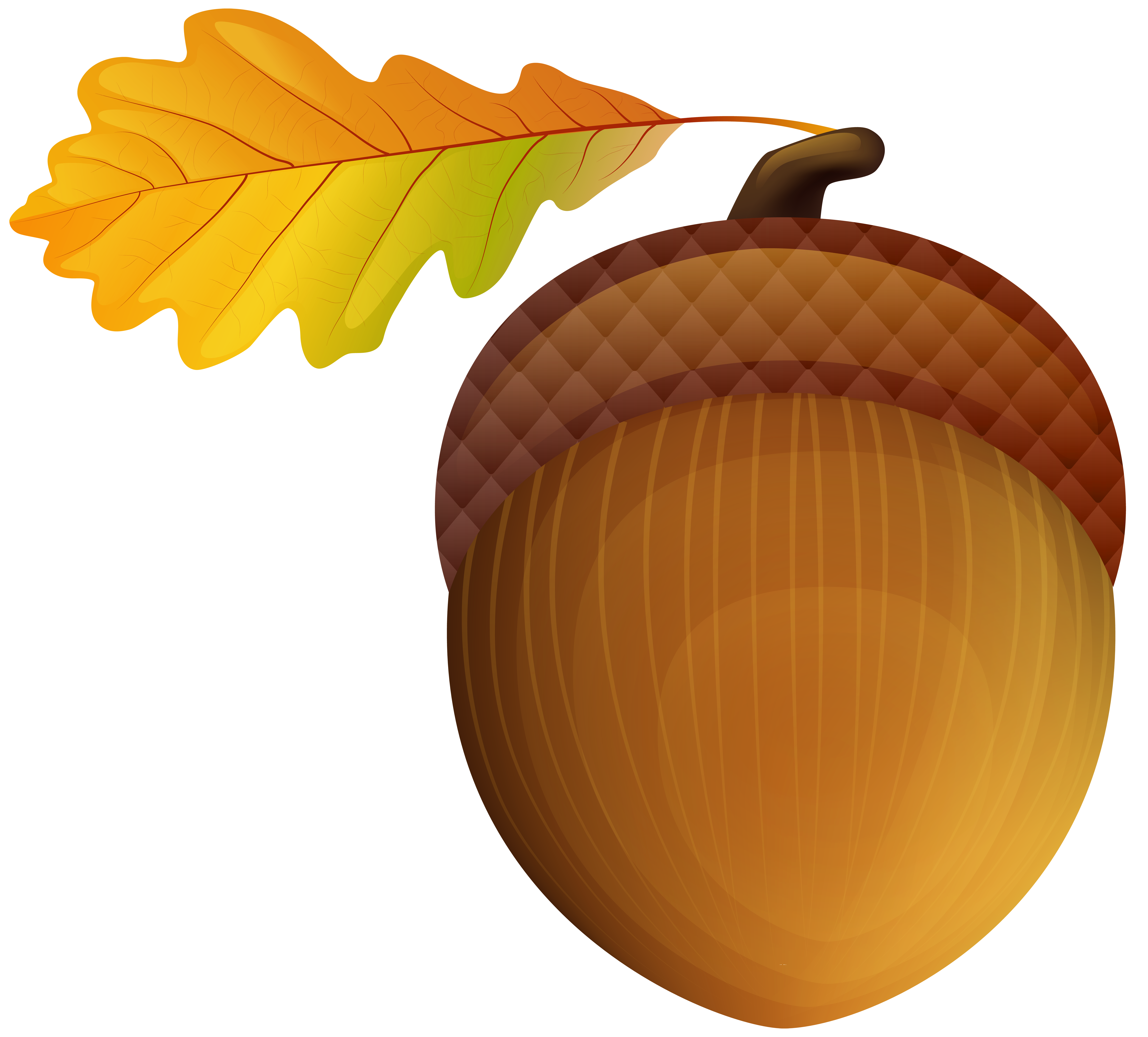fall acorn clipart