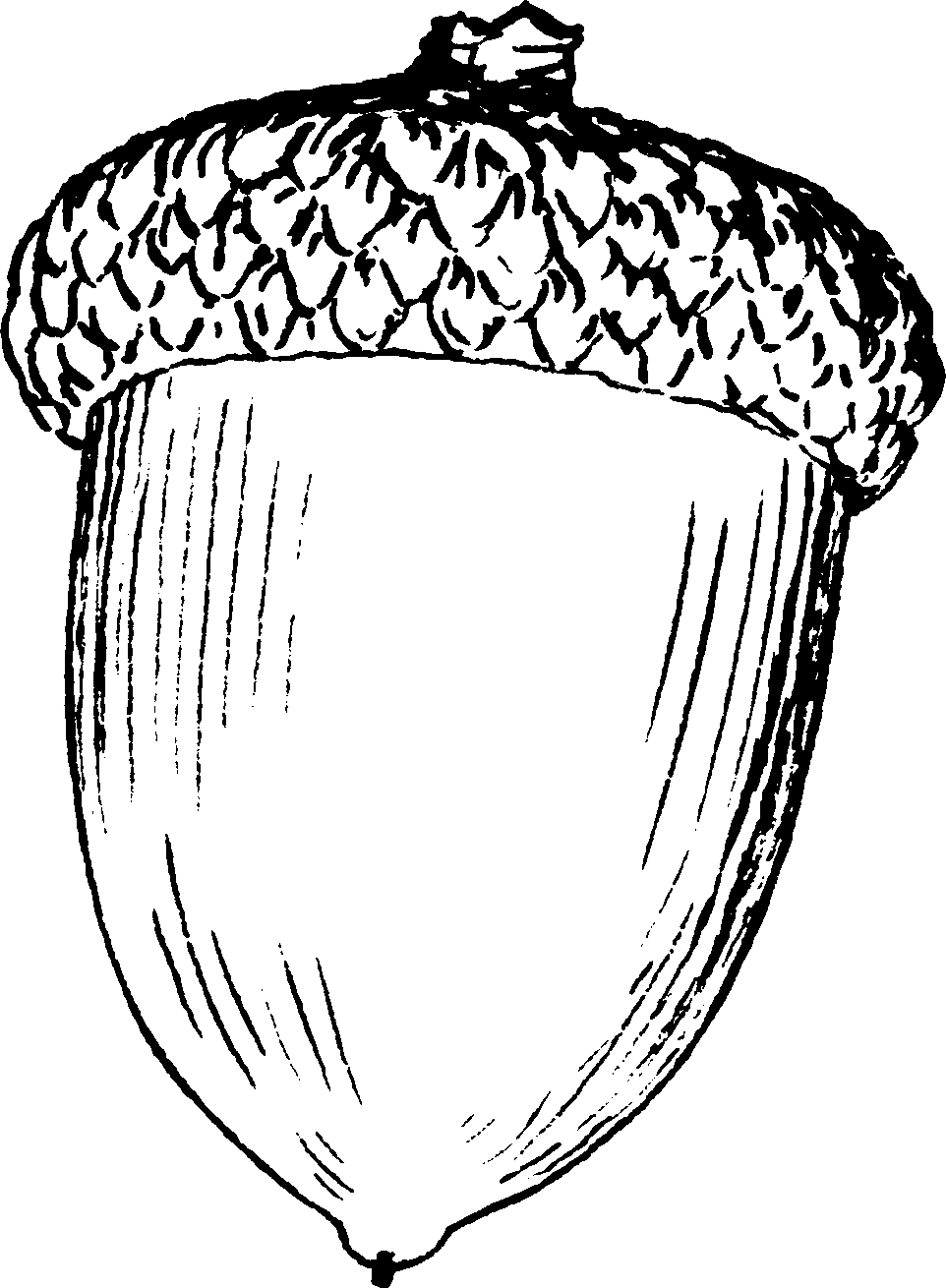 Free Acorn Drawing, Download Free Clip Art, Free Clip Art on.