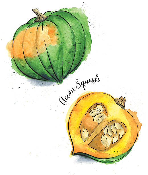 acorn squash clipart 20 free Cliparts | Download images on Clipground 2024