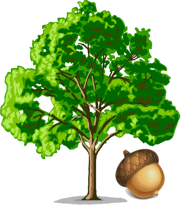 acorn tree company