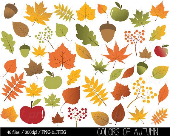 Autumn Leaf Clipart, Fall Leaves Clip Art, Thanksgiving.