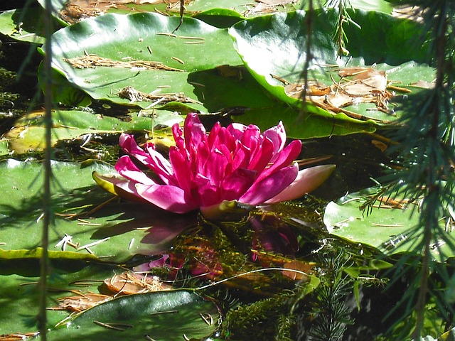 Free pictures WATER LILY.