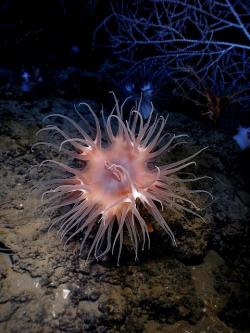 Free pictures SEA ANEMONE.