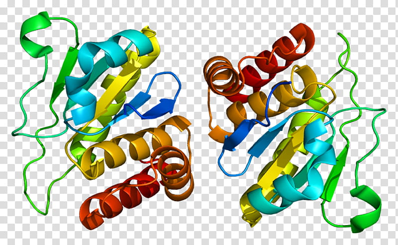 Dusp Line, Dualspecificity Phosphatase, Protein, Protein.