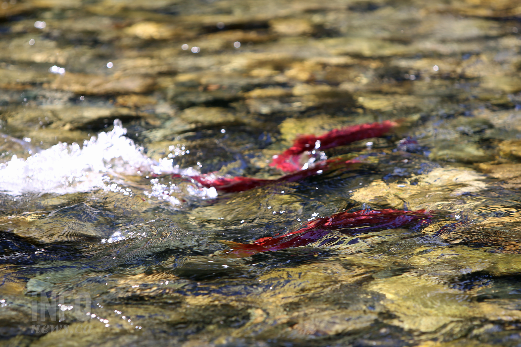 Alarm sounded as only 3,000 sockeye return to iconic Adams River.