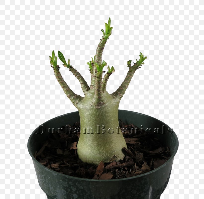 Adenium Arabicum Adenium Obesum Bonsai Houseplant Flowerpot.