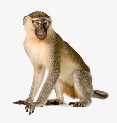 Adult Monkey PNG, Clipart, Adult Clipart, Animal, Crawl.