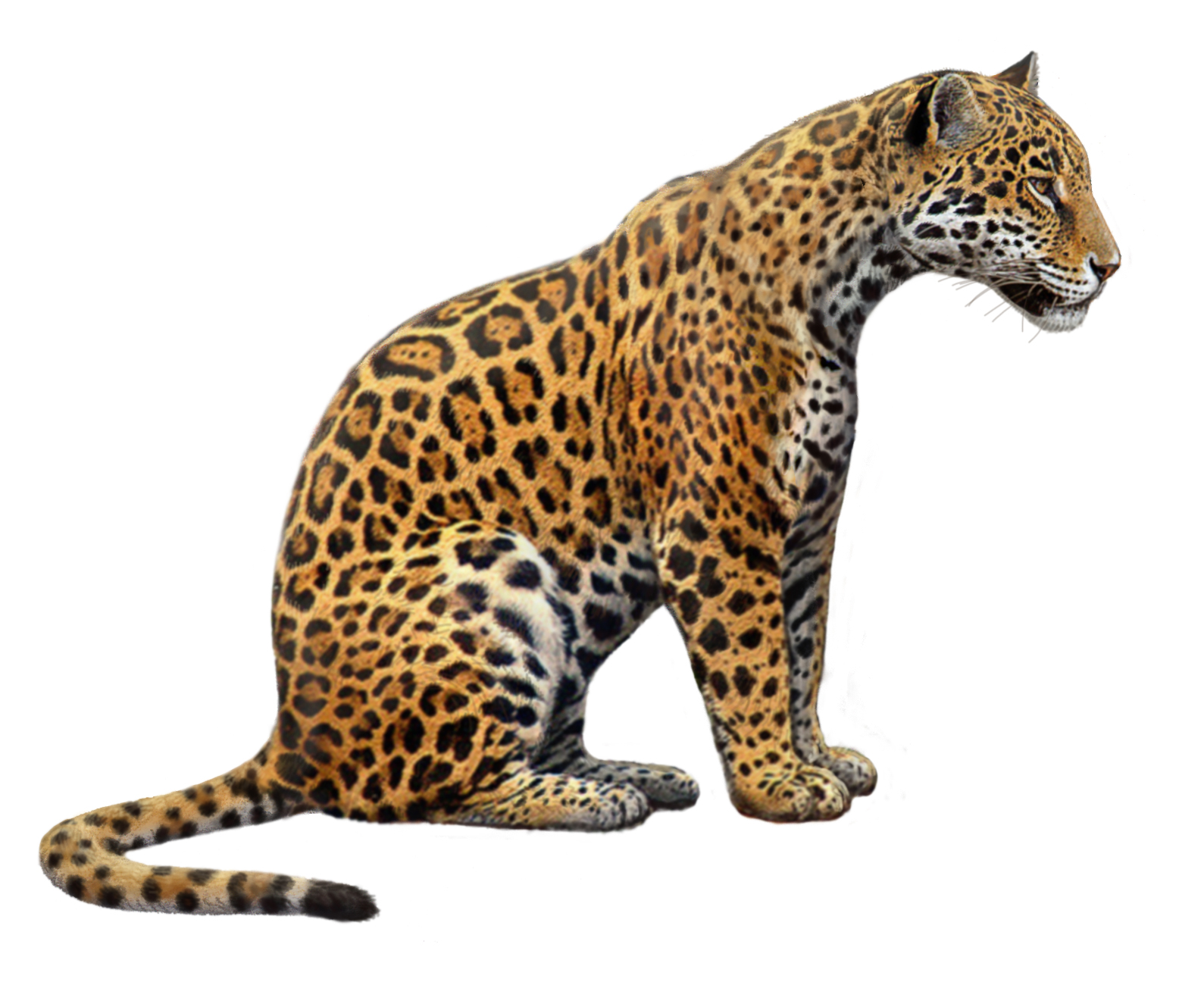Jaguar Animal Drawing at GetDrawings.com.