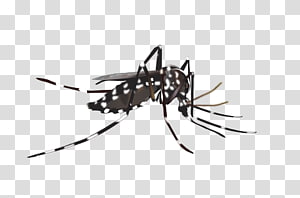 Aedes albopictus Yellow fever mosquito Insect Invertebrate.
