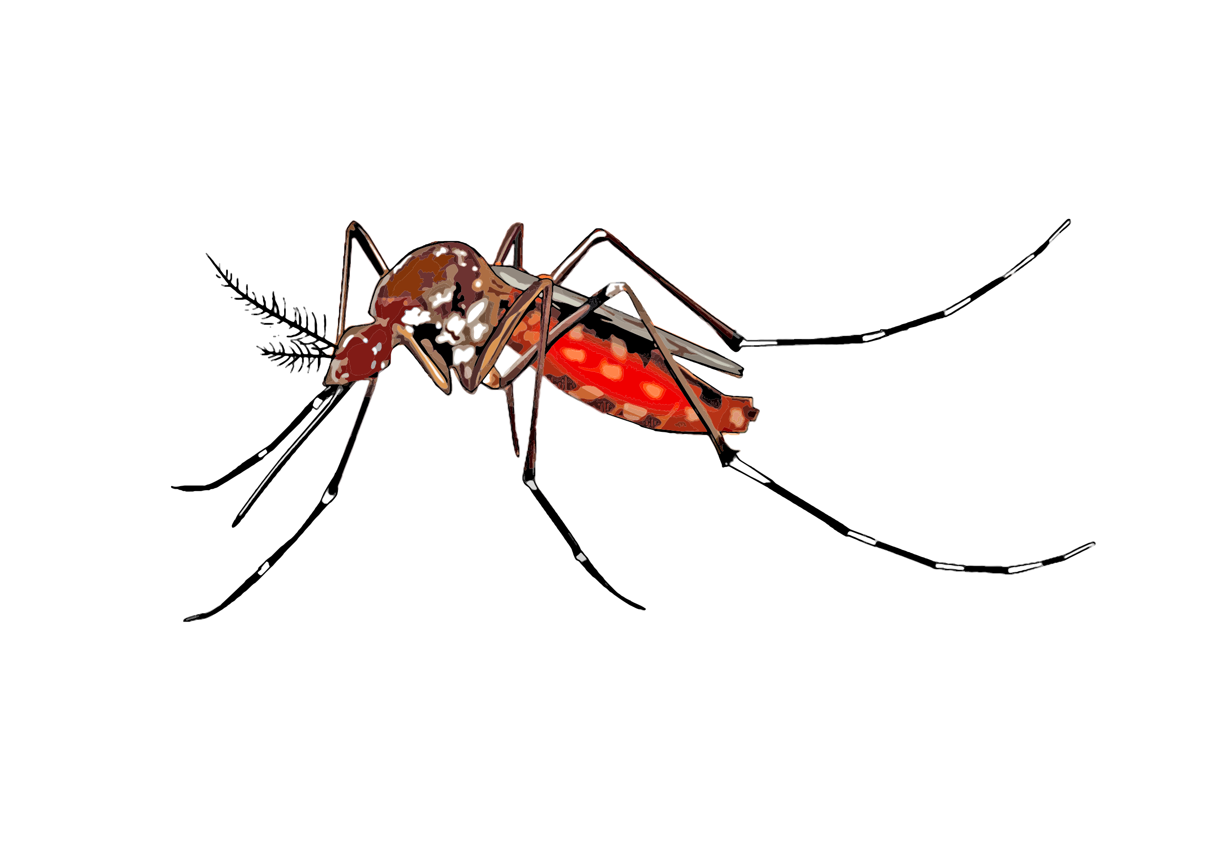 Aedes albopictus clipart 20 free Cliparts Download 