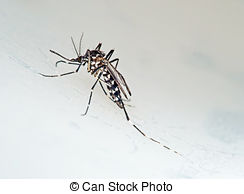 Aedes Illustrations and Clipart. 460 Aedes royalty free.