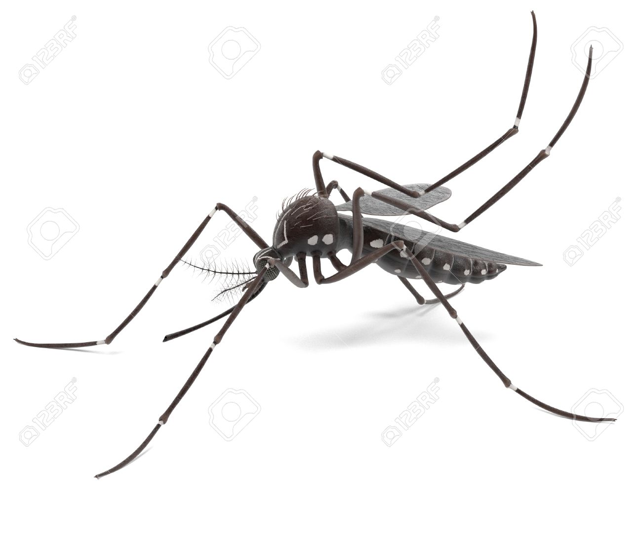 3d Render Of Aedes Aegypti Stock Photo, Picture And Royalty Free.