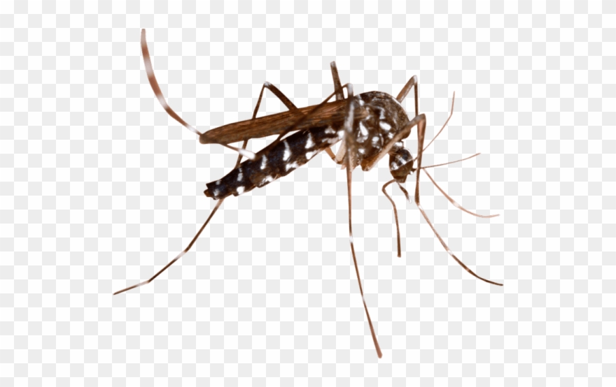 Mosquito Clipart Transparent Background.