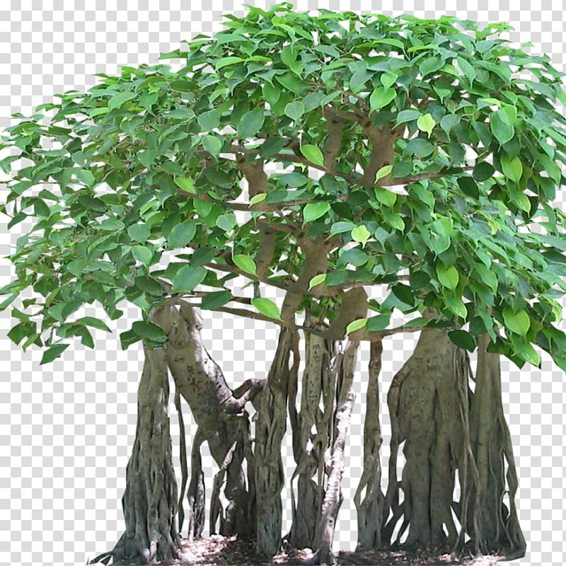 Tree Tropical rainforest Banyan Aerial root, fig transparent.