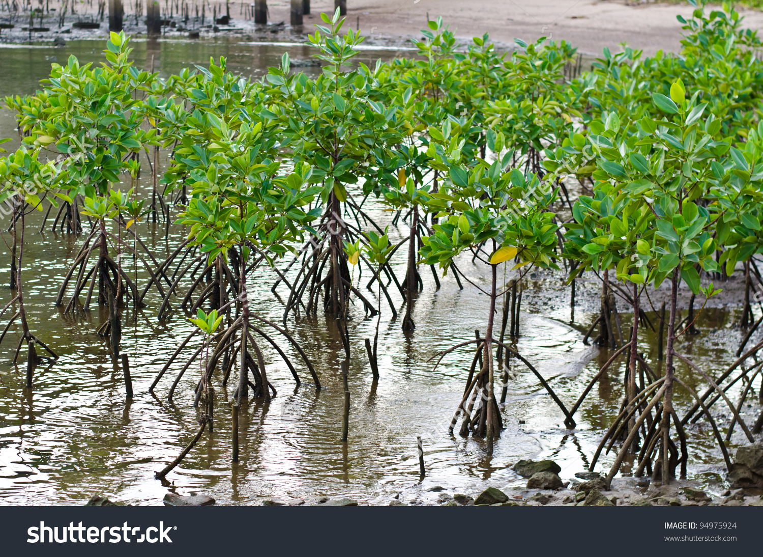Mangrove Plant Sea Shore Aerial Roots Stock Photo 94975924.