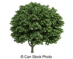 Aesculus Illustrations and Stock Art. 52 Aesculus illustration and.
