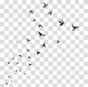 Flock of flying birds illustration, Desktop PicsArt Studio.
