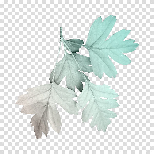 Green aesthetic, green plant leaf transparent background PNG.