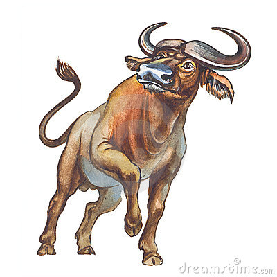 African Cape Buffalo Stock Illustrations.