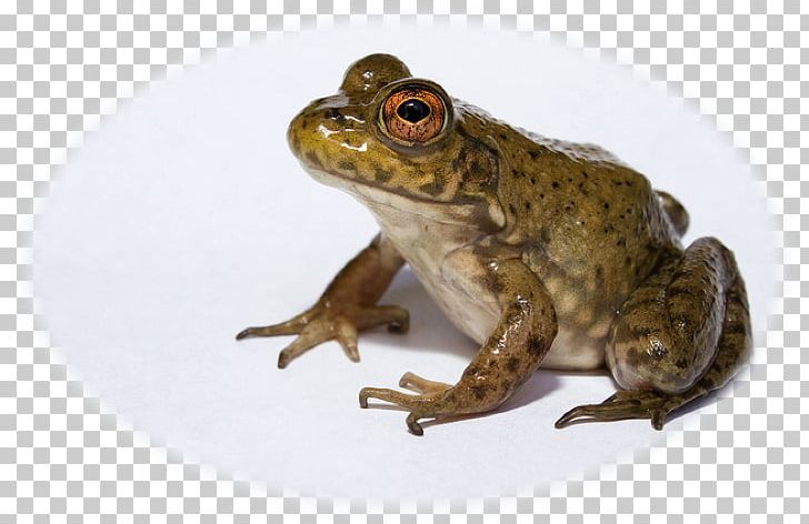American Bullfrog Amphibian African Bullfrog Invasive.