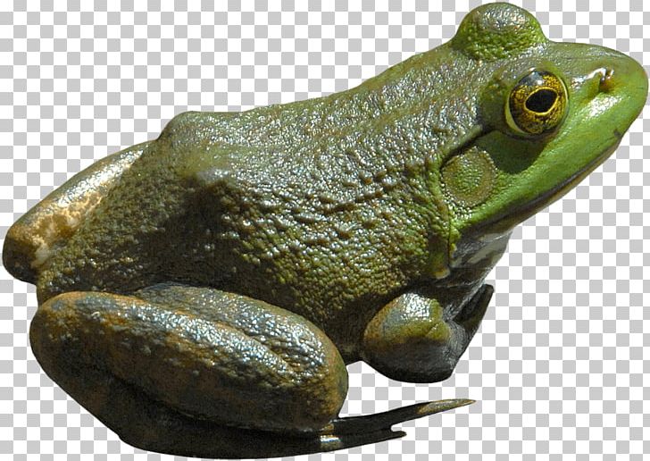 American Bullfrog Tree Frog Toad African Bullfrog PNG.