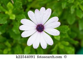 African daisy Images and Stock Photos. 1,883 african daisy.