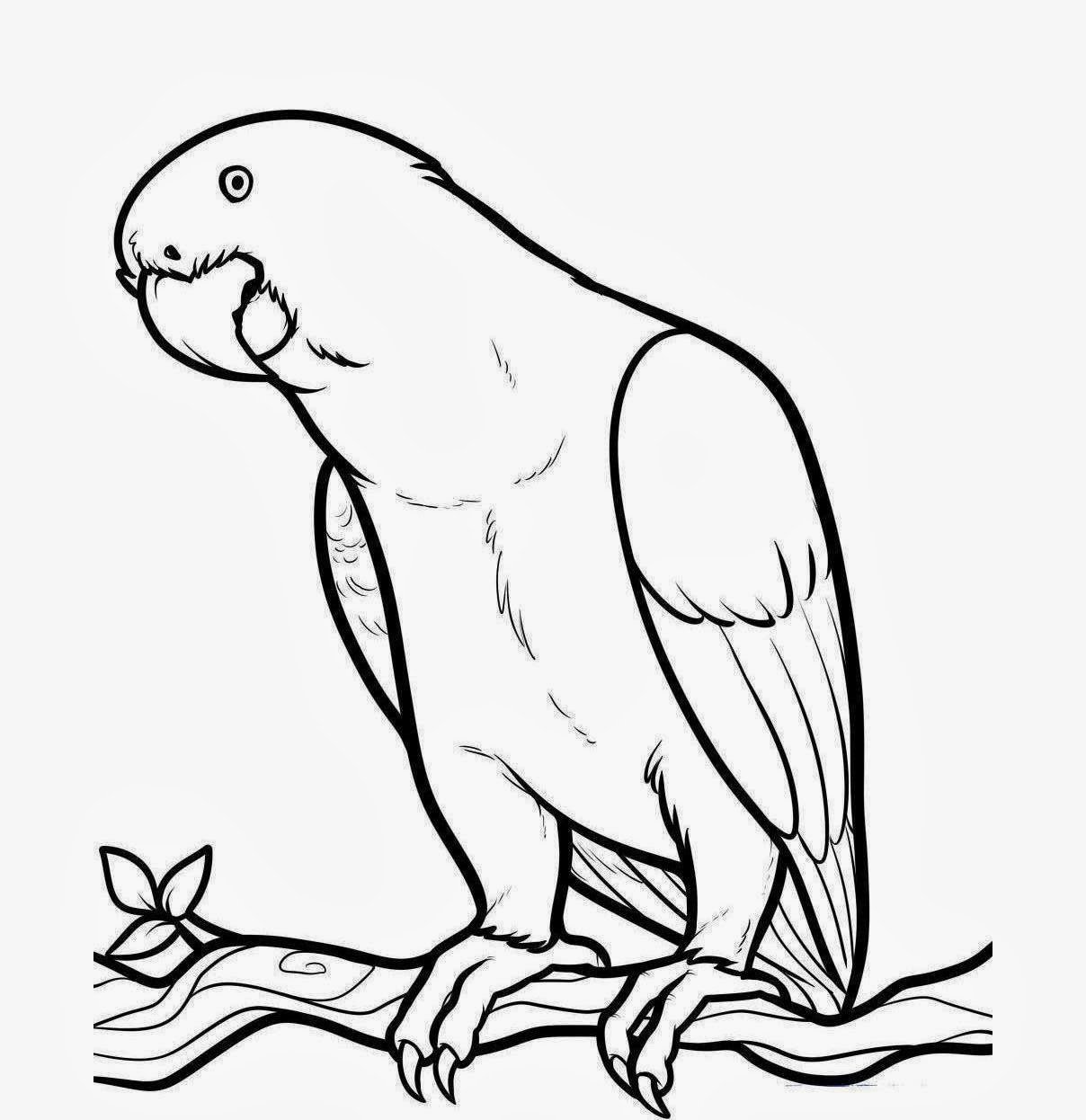 African grey parrot clipart.