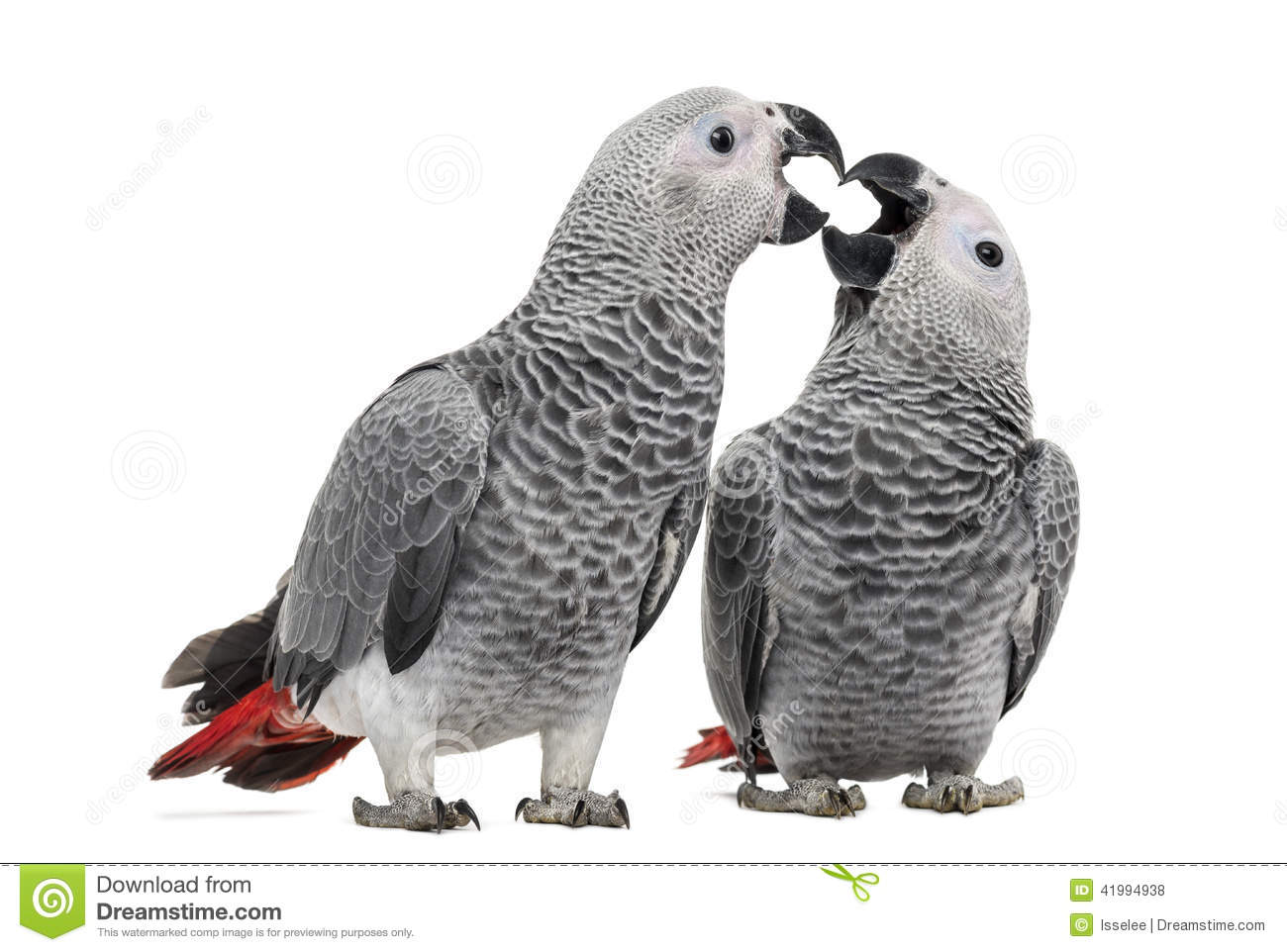 African Grey Parrot (3 Months Old) Stock Photo.