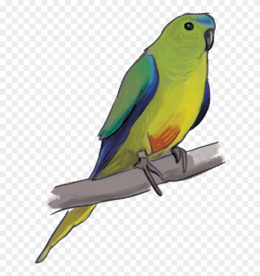 african lovebirds clipart 10 free Cliparts | Download images on