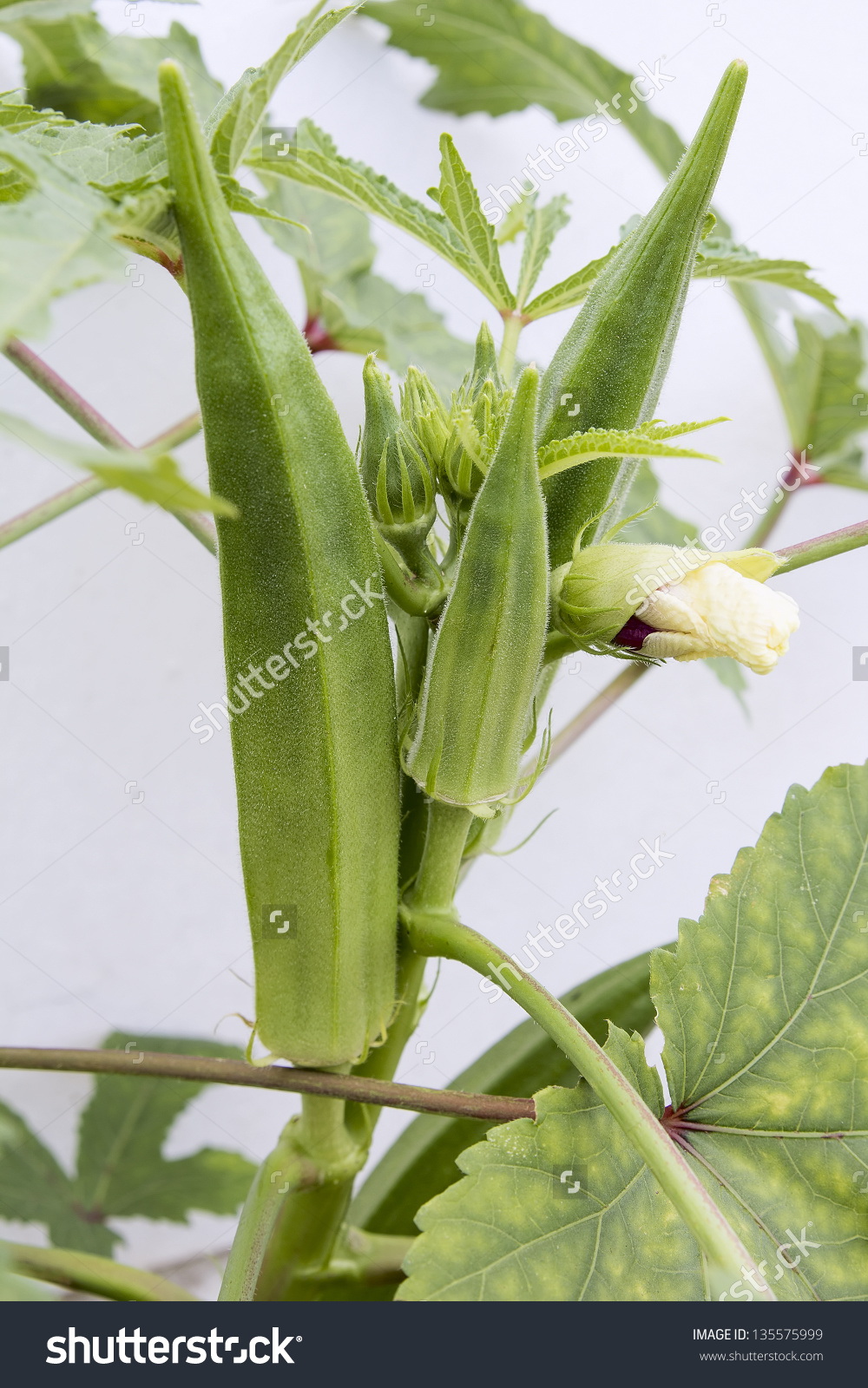 Okra Flowering Plant With Seed Pods And Flower Buds Closeup Stock.