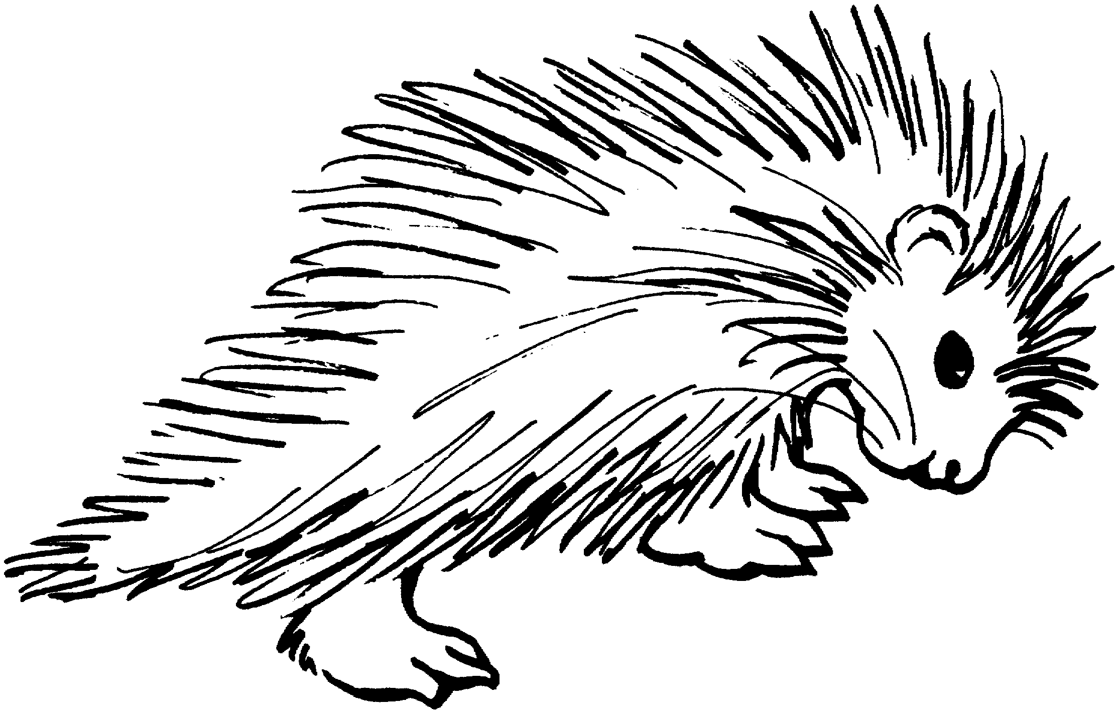 Free Porcupine Clipart Black And White, Download Free Clip.