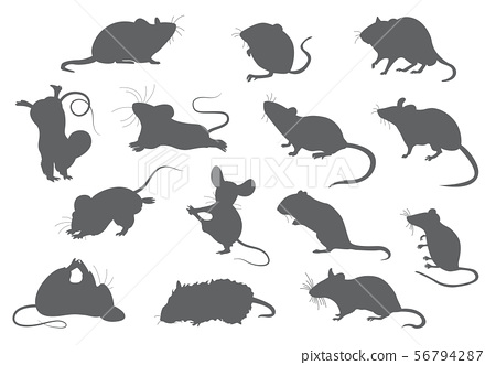 Different mice. Mouse yoga poses and exercises..
