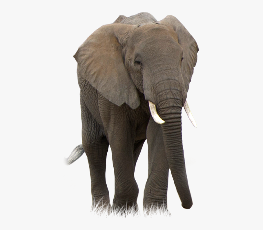 African Bush Elephant Transparent.
