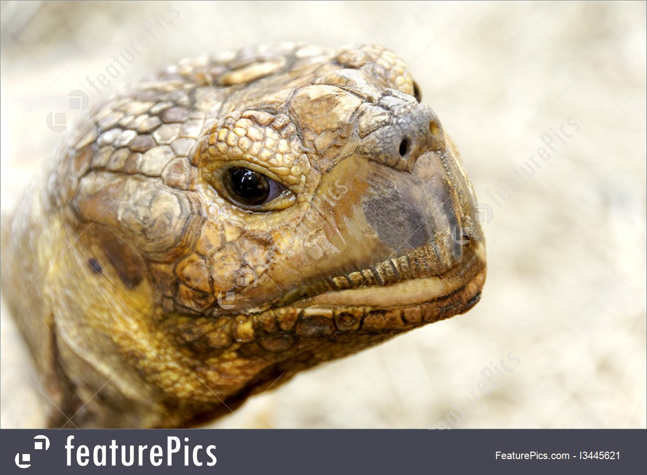 Photo Of African Spurred Tortoise Head.