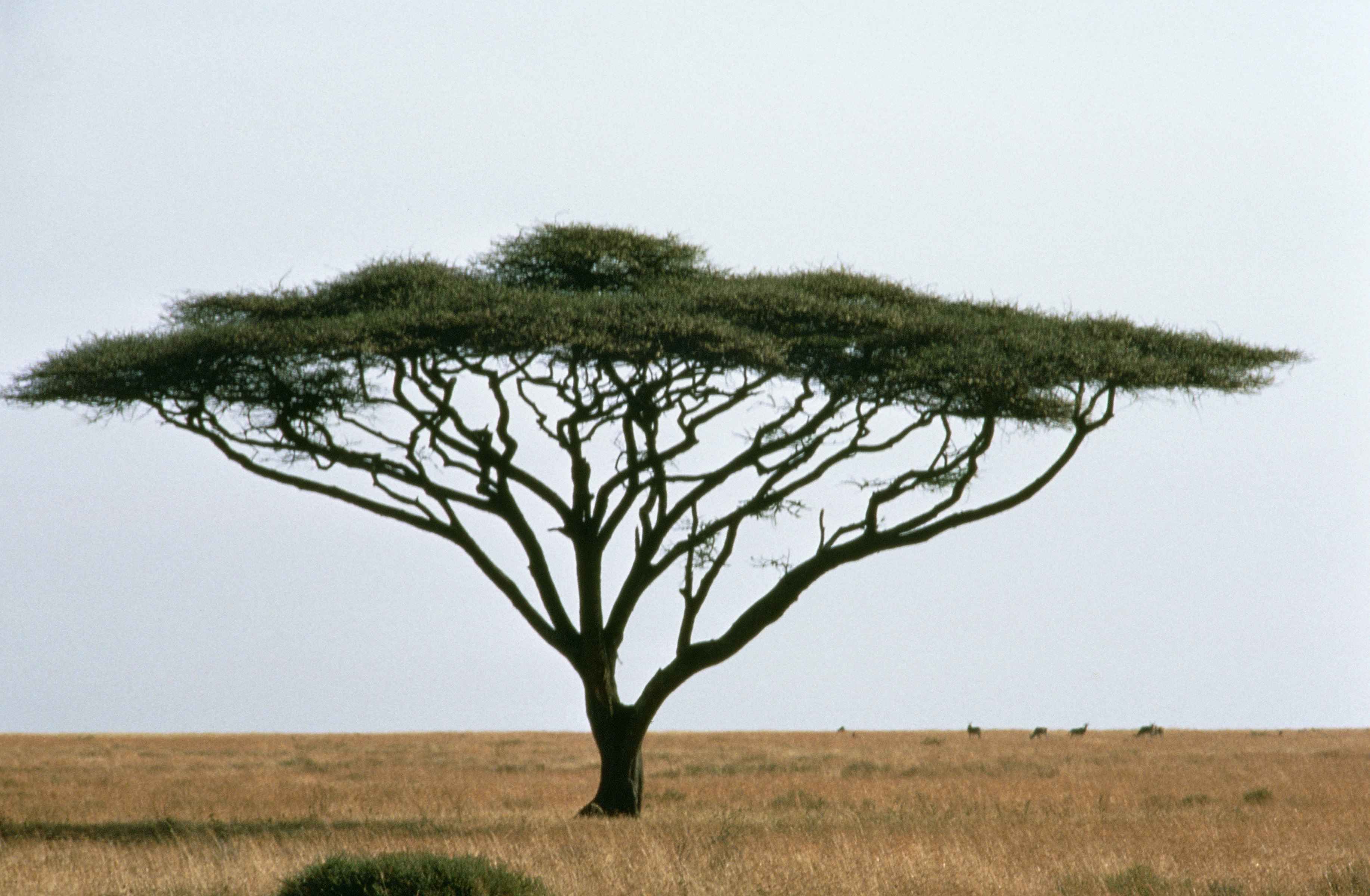 Pin about African tree and Trees to plant on African acacia.
