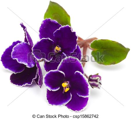 african violet.