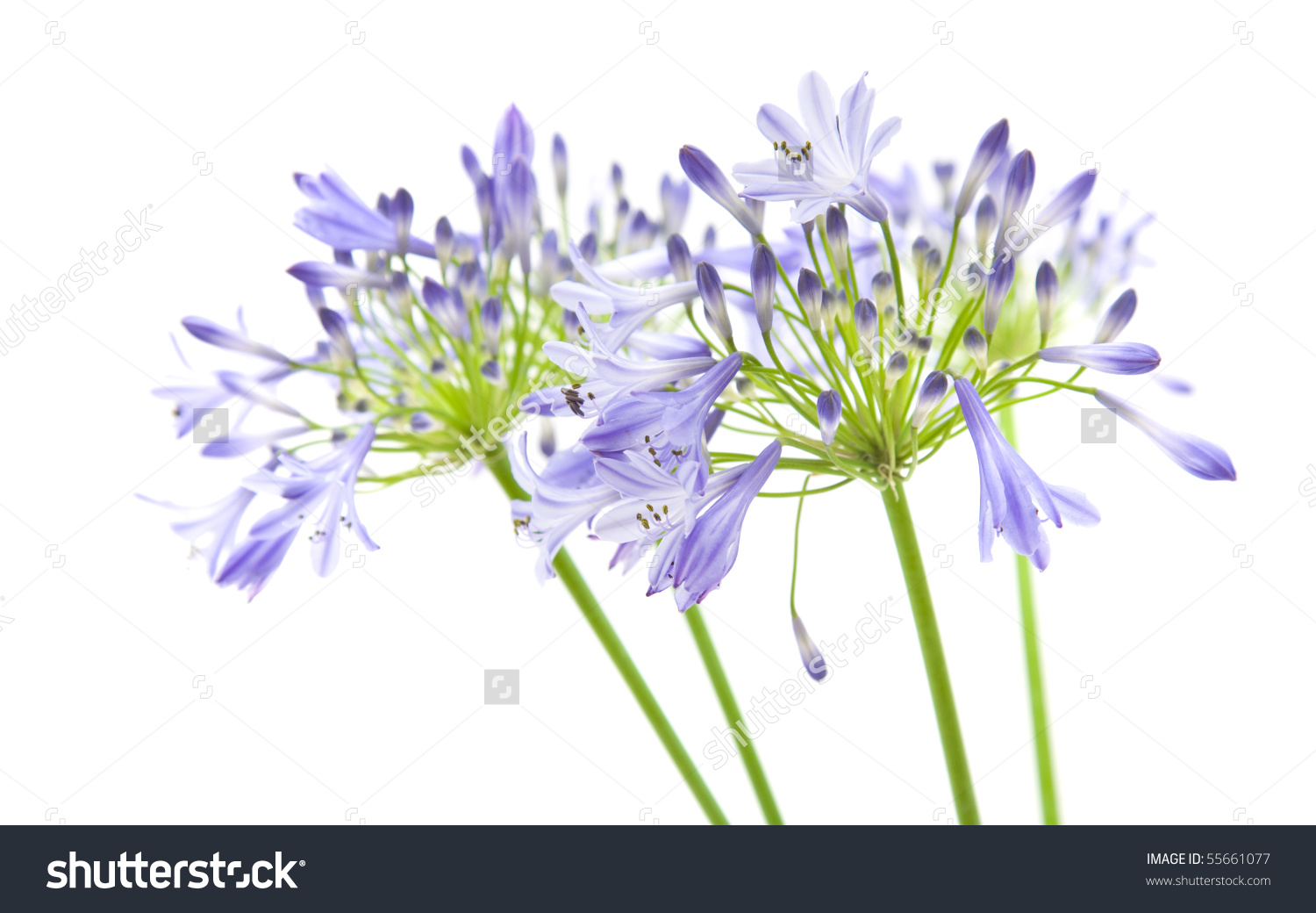 African Lily; Agapanthus Africanus; Isolated Stock Photo 55661077.