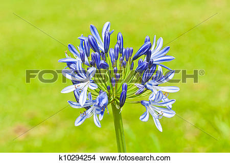 Stock Photo of blue flower of agapanthus africanus k10294254.