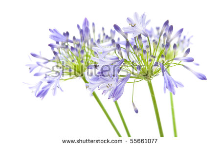 Agapanthus africanus clipart 20 free Cliparts | Download images on ...