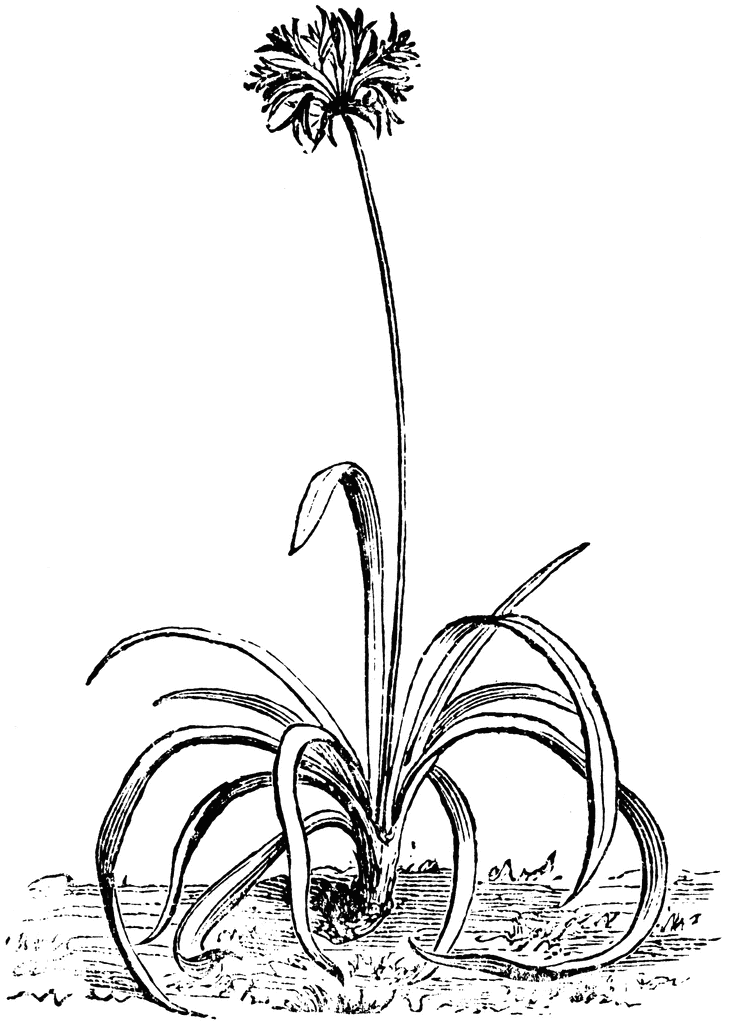 Agapanthus Umbellatus Flower.