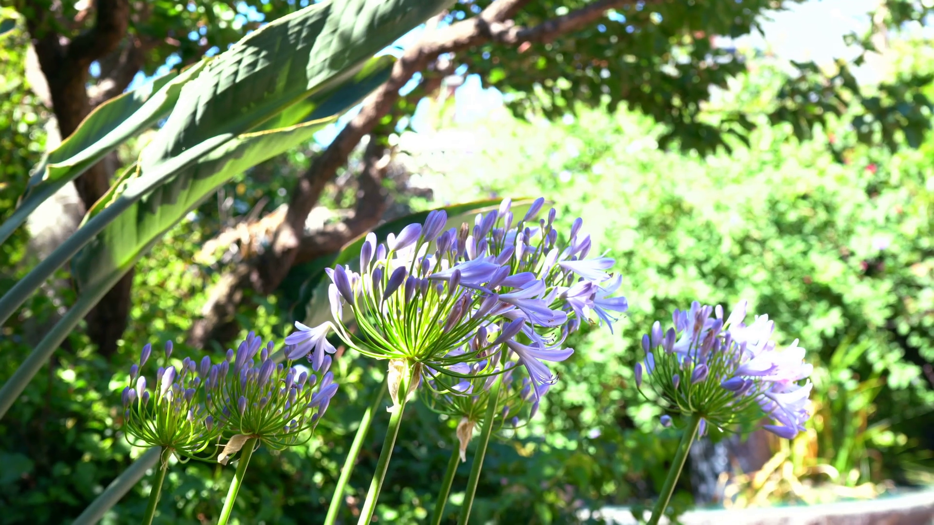 Spring flowering agapanthus africanus plants in natural garden setting,  handheld. Stock Video Footage.