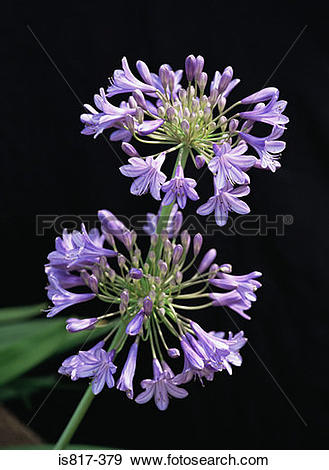 Stock Photograph of Agapanthus is817.